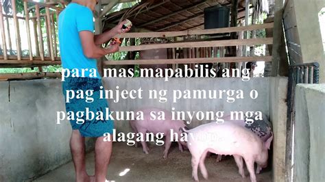 Pagpurga sa Baboy .